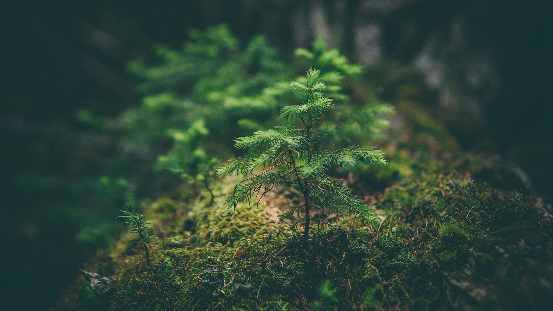 Miljöpolicy (illustreras av späda plantor i skogen)